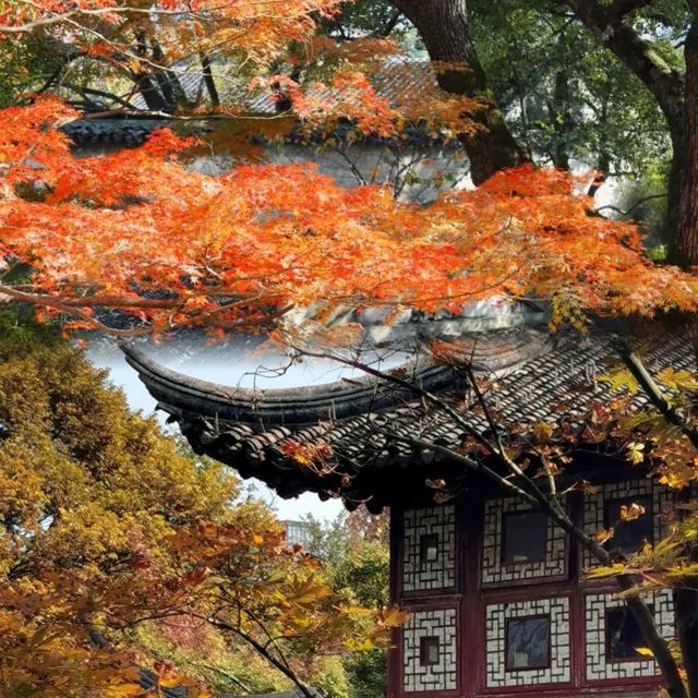 光影園林|與秋同肅！留園