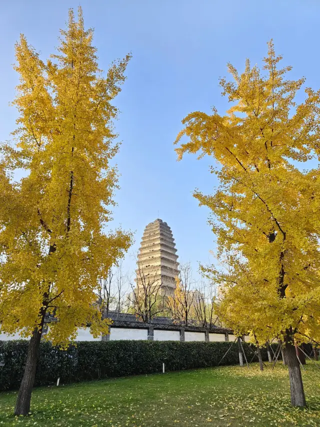 The Ginkgo of the Small Wild Goose Pagoda｜Makes you fall in love with the beauty of autumn