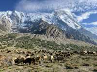 被巴基斯坦徒步治愈｜Nanga Parbat