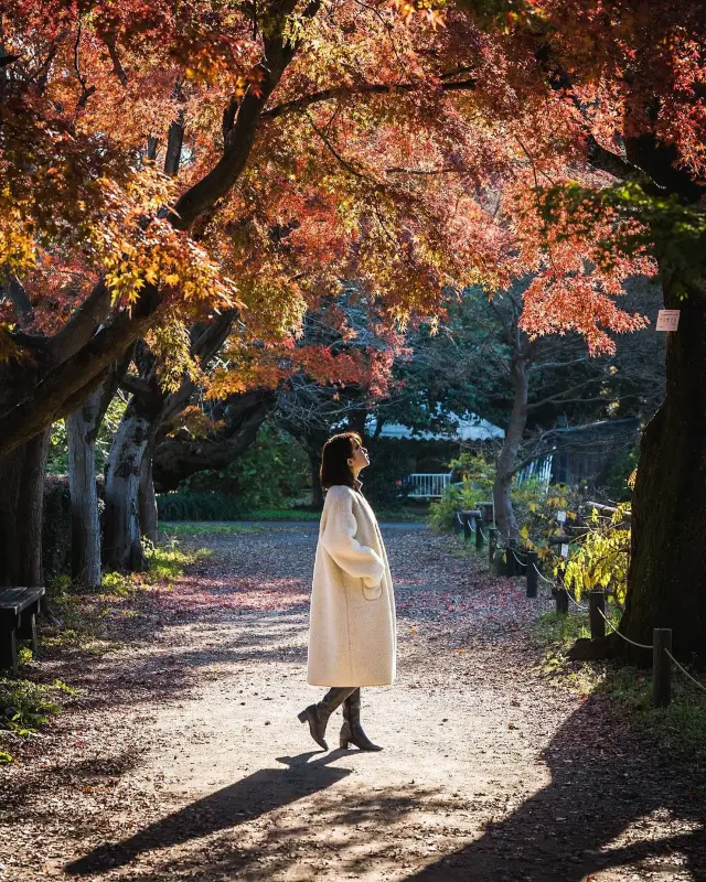 1年前の東京紅葉旅行：時の流れを巻き戻し、もう一度紅葉の美に浸る！🍁☀️