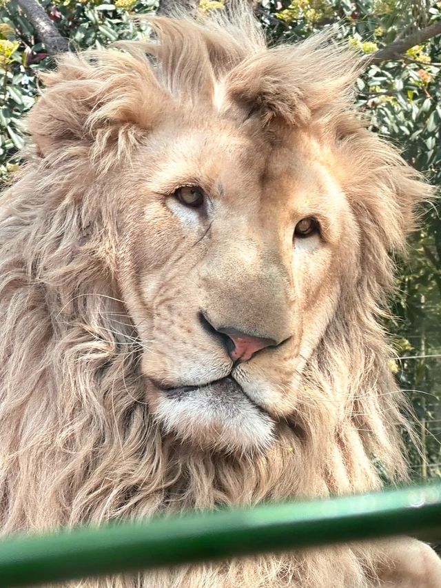 《銀基動物王國：身臨其境的野生奇遇》