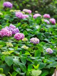 泡泡ooO 南溪山公園（大門）關注桂林|藏在市區裡的百花園香飄