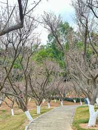 深圳梅園梅花滿山的梅花太美了