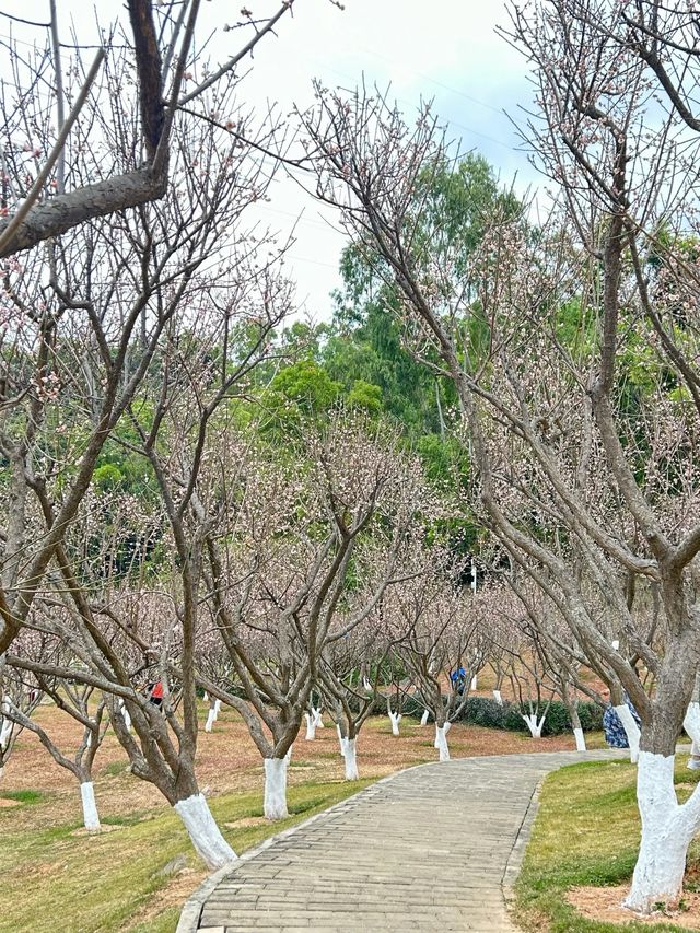 深圳梅園梅花滿山的梅花太美了