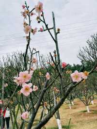 深圳梅園梅花滿山的梅花太美了