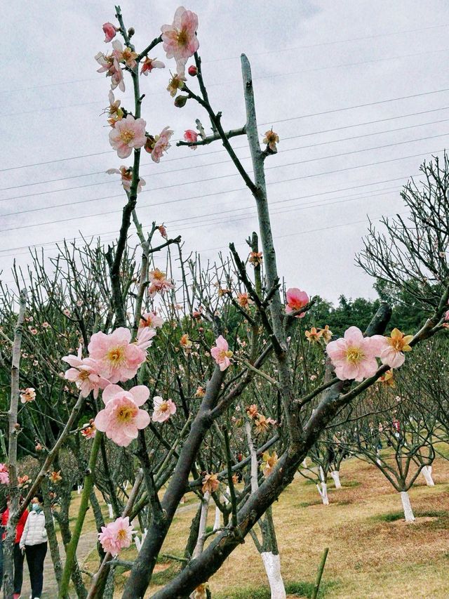 深圳梅園梅花滿山的梅花太美了
