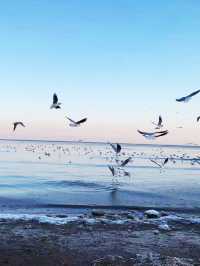 冬日阿那亞：一場與海鷗共舞的浪漫之旅