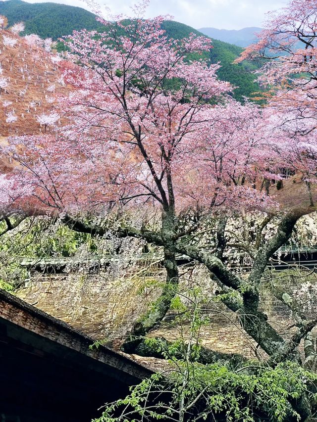 吉野山，三萬株櫻花綻放的浪漫