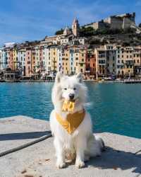 🍞😋 Focaccia, anyone?! Indulge in the mouthwatering flavors of Portovenere, a charming coastal town in Italy.