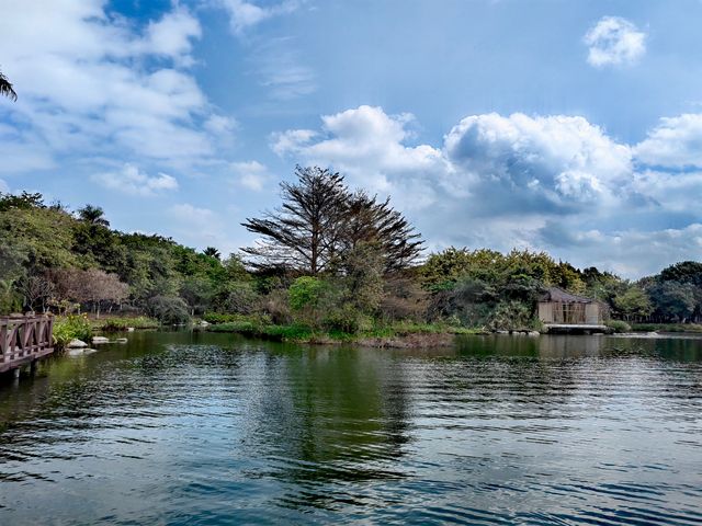 海珠湖有一片能與廣州塔同框的格桑花花田