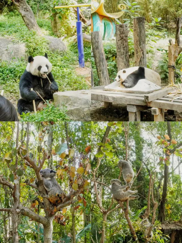 Enjoy a Three-Day, Two-Night Nature Trip to Guangzhou Chimelong.