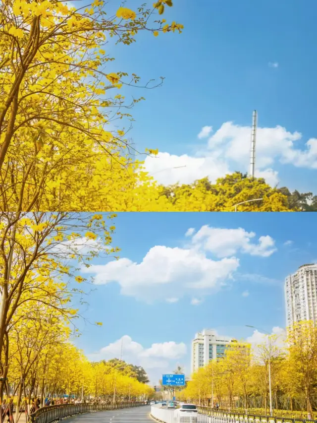 Direct Metro Access! Two treasure parks in Guangzhou for photographing Golden Trumpet Trees
