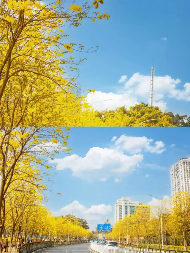 지하철로 바로 갈 수 있어요! 광저우에 있는 노란색 황화풍령목을 촬영할 수 있는 보물 같은 공원 2곳