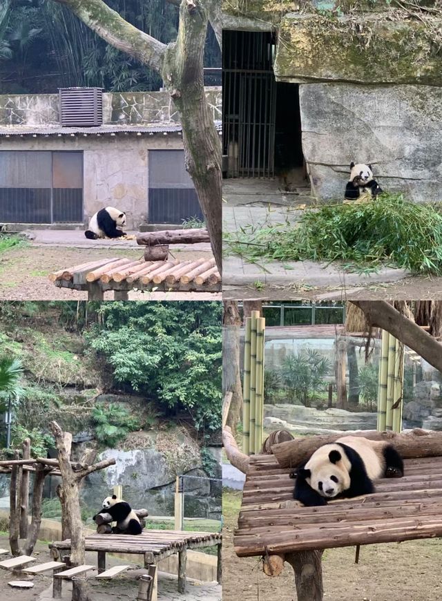 重慶動物園的鬱金香也太美了吧！