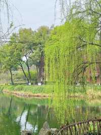 沙坪公園|鏡頭下的春和景明～