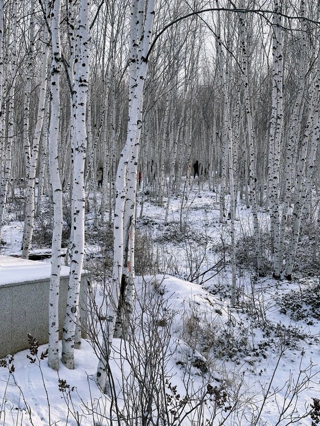 北極村的冰雪奇緣，你體驗過了嗎？嘿，朋友們