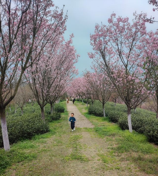 十思園—溧陽花海