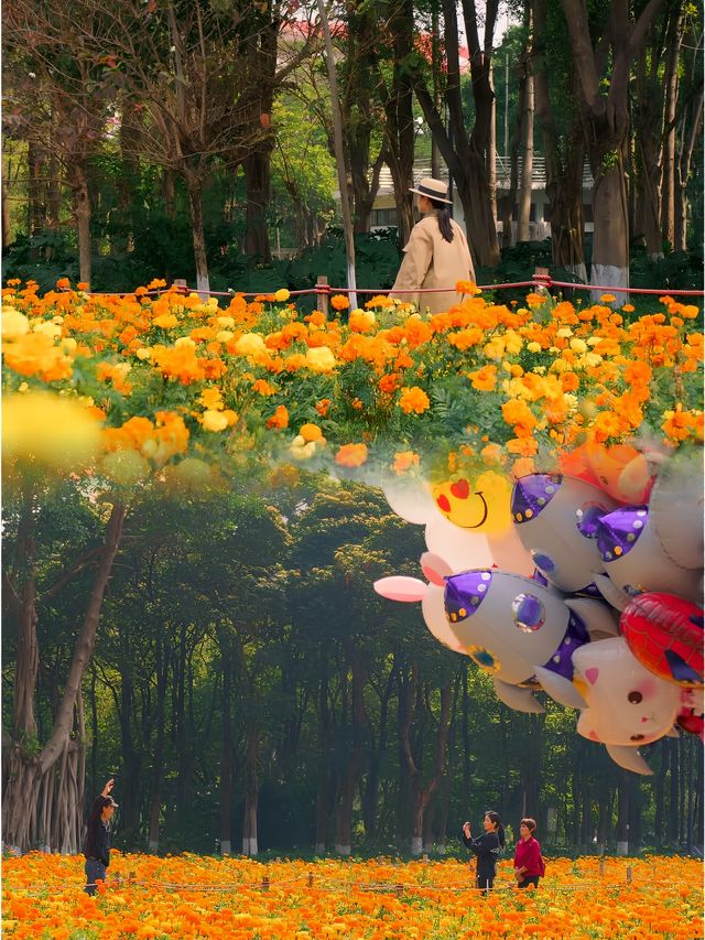 佛山免費花海 佛山免費花海