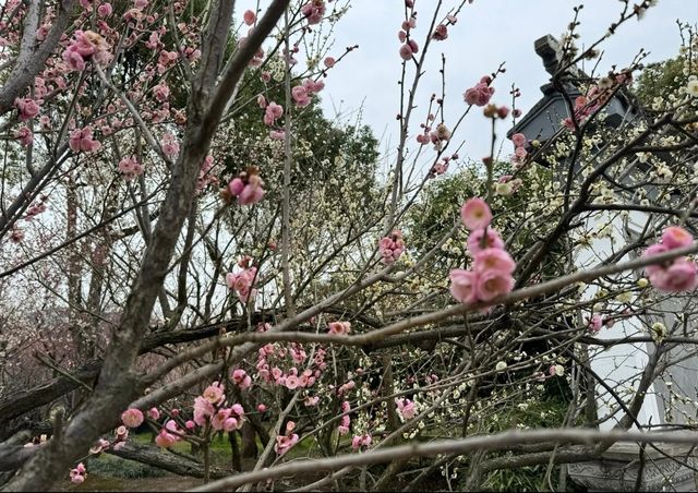 十里梅花香雪海🌸快來蘇州香雪海解鎖滿園「梅」好時光！！