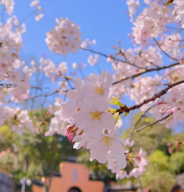 南京の鶏鳴寺｜桜の宴に参加しましょう