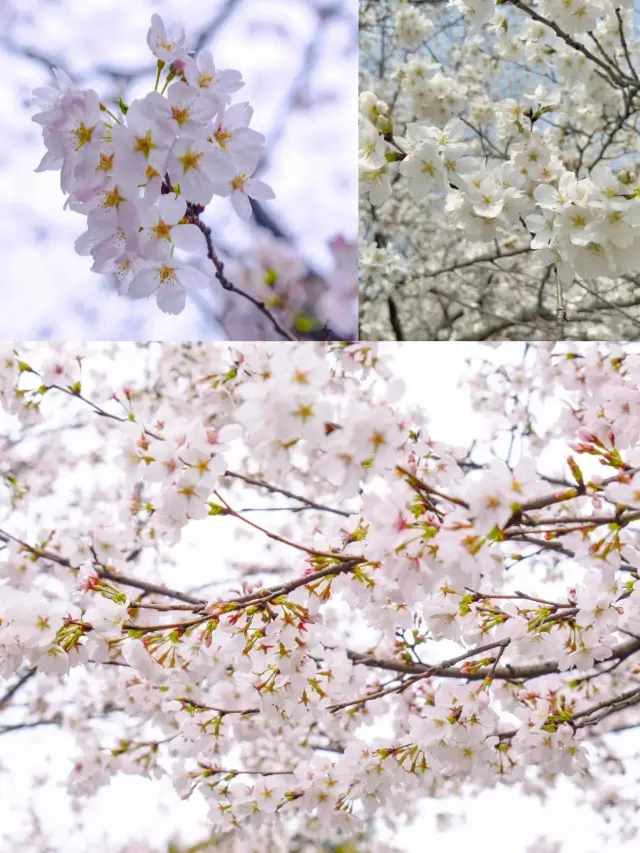 珞珈山下、桜の大通り：武大で桜を鑑賞するのに最適な場所です