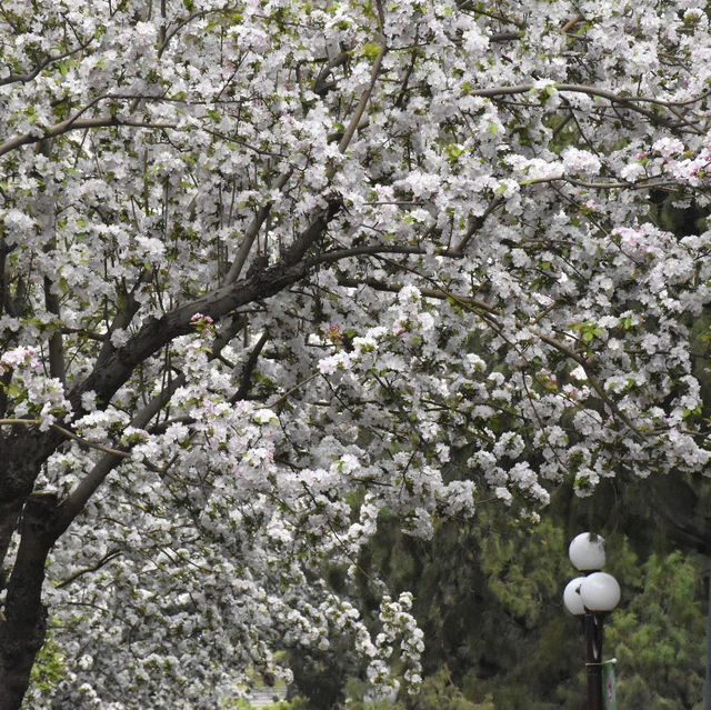 Springtime Bliss at Wangjing Park 🌸🌿 