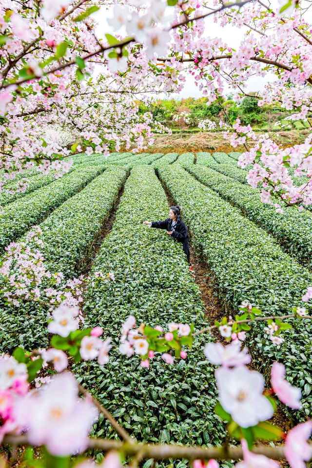 來多彩貴州「上春山，黃小西吃晚飯」了嗎？