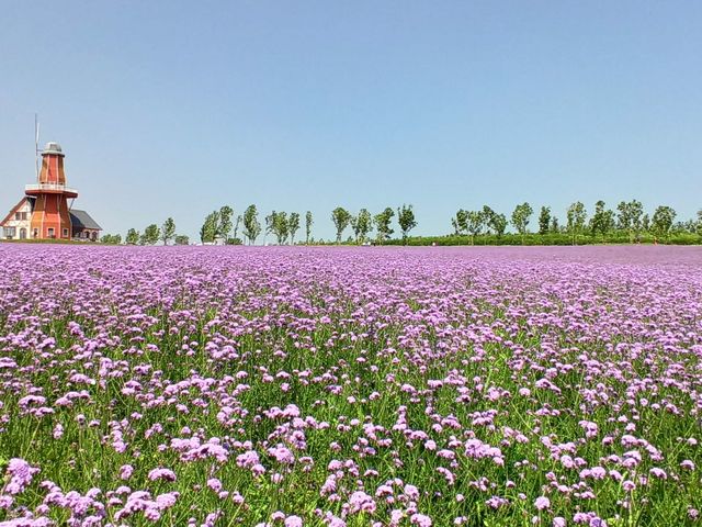 普羅旺斯薰衣草莊園