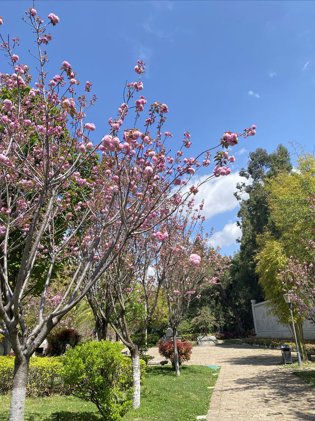 美爆了 丽江黑龙潭公園