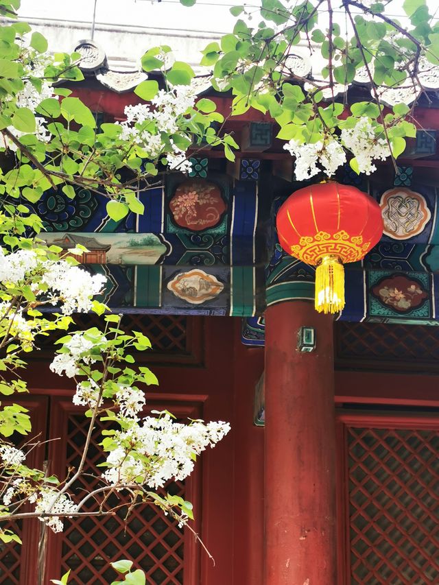 北京法源寺，一場一丁香花事