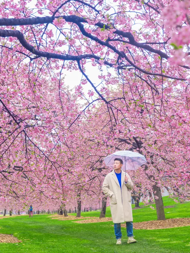 Busy with flower viewing in spring | The complete guide to early cherry blossoms at Shanghai Chenshan Botanical Garden