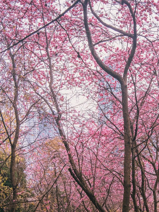 自駕雲南｜曲靖寥廓公園，粉色系賞花夢想之地