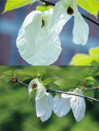 再見花開都江堰丨賞國寶植物珙桐花～