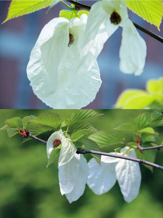 再見花開都江堰丨賞國寶植物珙桐花～