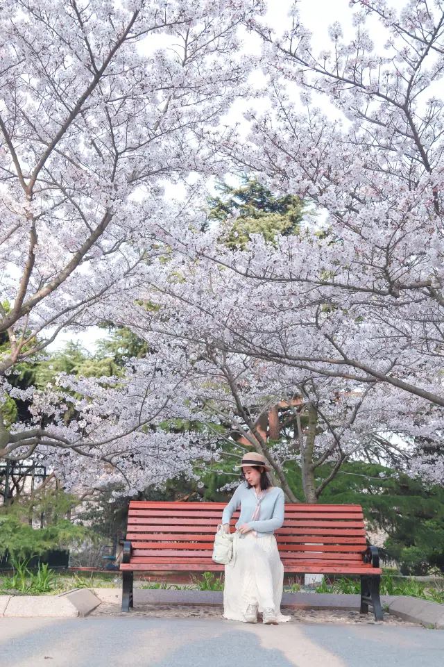 The cherry blossom viewing in Qingdao is at its peak this weekend, miss it and wait a year