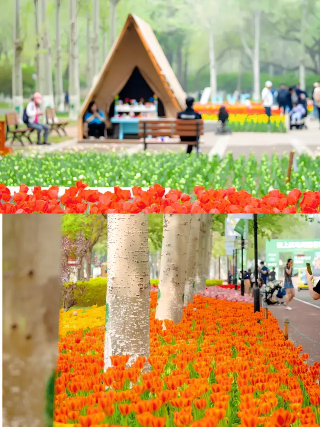 I've found another beautiful spot with flowers, the Cherry Blossom Valley in Chaoyang Park