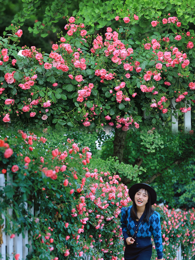 杭州花圃的4萬多棵月季已經成為了一片花海