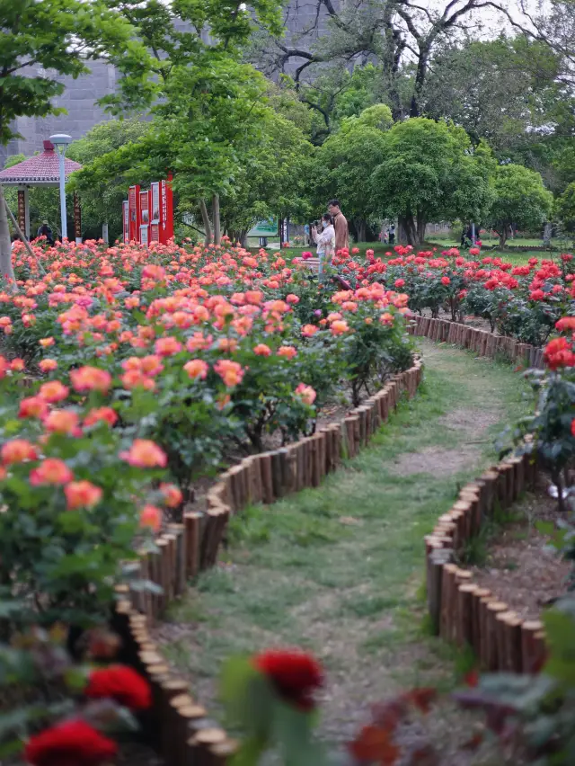 Haiyu Garden (Rose Garden)