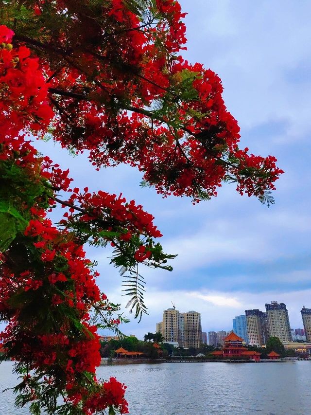 雲南鳳凰花盛放，畢業季的最佳背景板！你準備好拍照了嗎？