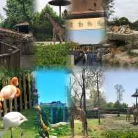 上海動物園超實用攻略