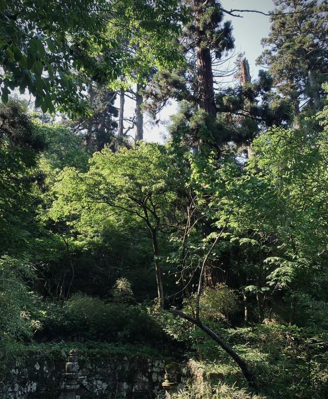天目山大樹王