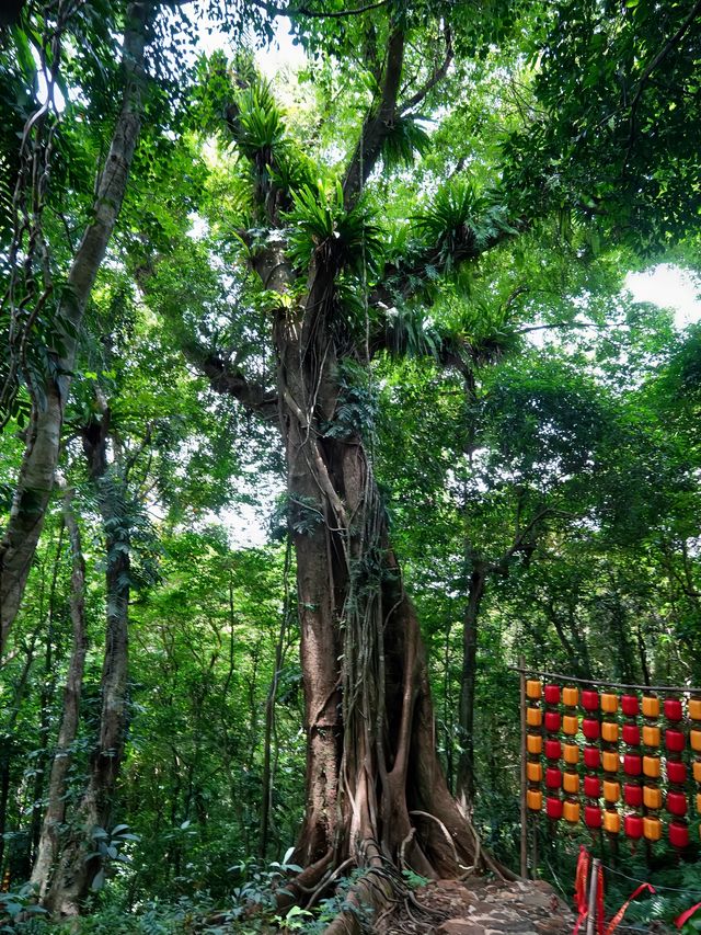 海南瓊中百花嶺 | 遊玩攻略get