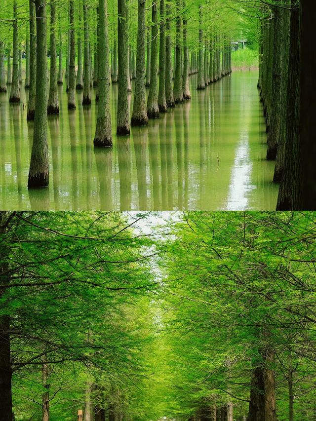還有誰不知道宿遷是江浙滬“小三亞”嗎?宿遷真的不錯