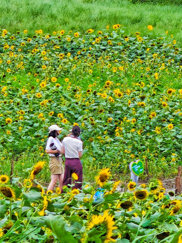 夏日醉美向日葵~蘇州灣體育公園