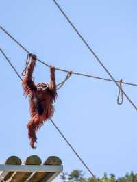 威海神雕山野生動物園 觀萌獸遊玩一天的攻略