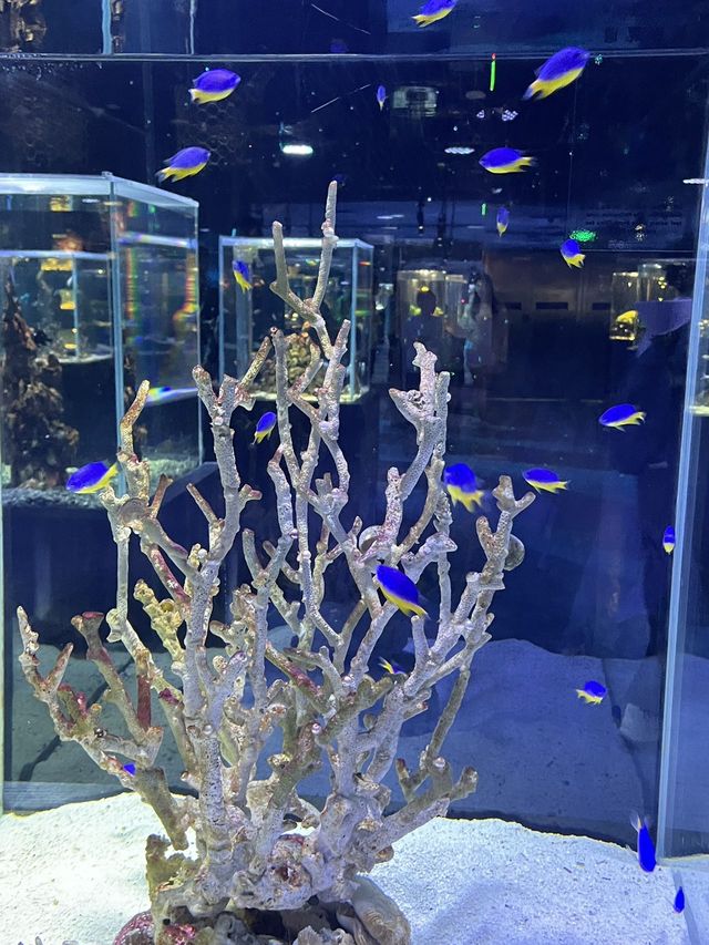 夏日沉浸在夢幻海底奇境