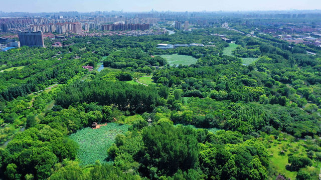 夏日森系秘境，來顧村公園“森呼吸”