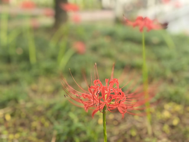 四明山莊秋日秘境：探尋彼岸花的絢爛之旅。
