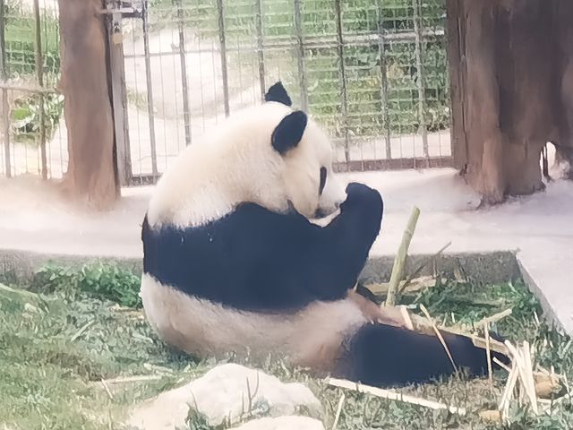 西安周邊親子2日遊｜佛坪看大熊貓啦。