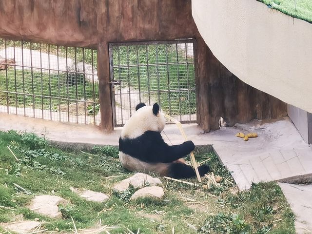 西安周邊親子2日遊｜佛坪看大熊貓啦。